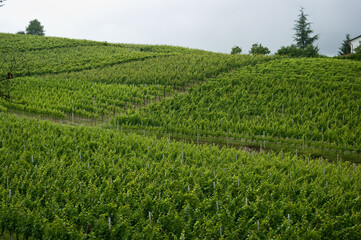 Fototapeta na wymiar Rolling hills of lush green vineyards with grapes for Moscato wine in the Piedmont region of Italy