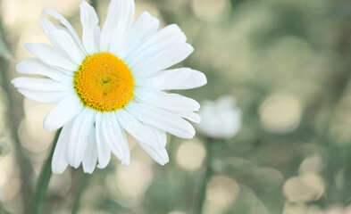 Chamomile flower with drops of water on the green background.