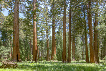Obraz premium famous big sequoia trees are standing in Sequoia National Park, Giant village area , big famous Sequoia trees, mammut trees