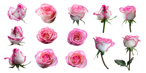 Pink rose isolated on white