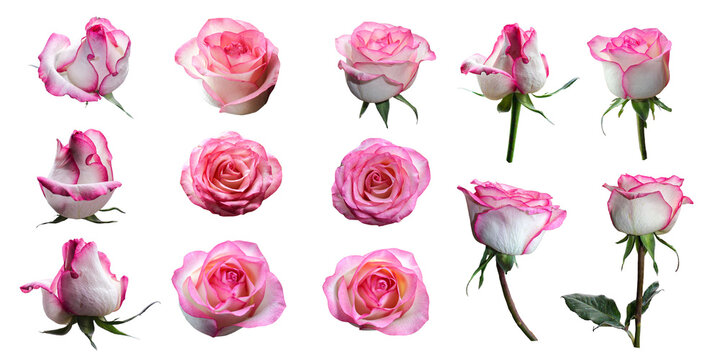 Pink rose isolated on white