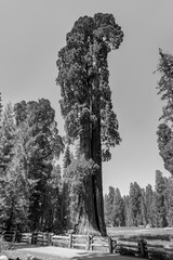tall and big sequoias in  sequoia national park