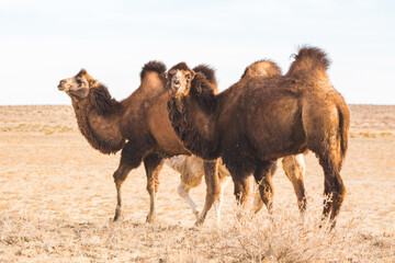 Bactrian camels in the steppe of Kazakhstan