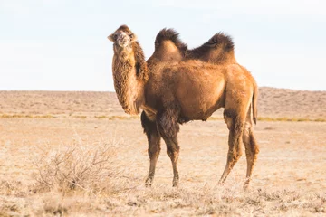 Foto op Plexiglas One Bactrian camel in steppe. Kazakhstan © Crazy nook