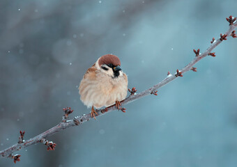 bird sparrow fluffing feathers sitting on a branch in a winter park