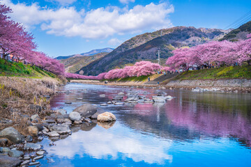 桜の名所　河津川の桜並木【静岡県・賀茂郡・河津町】　
Kawazu cherry blossoms blooming along the Kawazu River, a famous place for cherry blossoms - Shizuoka, Japan