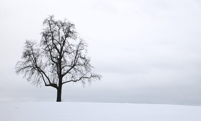Fototapeta na wymiar Birnbaum im Schnee