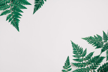 Green fern leaves on light grey background. Plant pattern with copy space. Natural summer or spring sale mockup. Fresh fern branches layout. Creative flat lay, top view. Minimal concept.