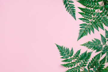 Fresh green fern branches on light pink background. Natural fern leaves layout. Summer or spring...