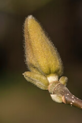 Close-up of a magnolia bud just before it blooms