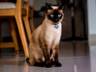 black and white cat