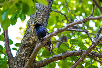 black european starling sits on branches of tree in garden, natural landscape with bird