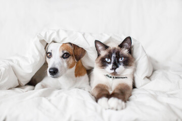 Dog and cat under white blanket