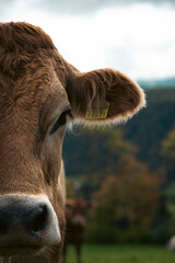 Close up of cow tag on ear