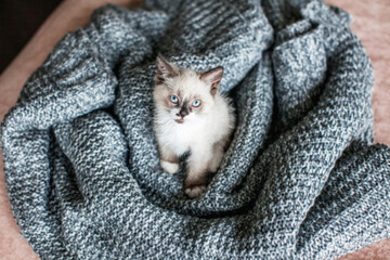 Fototapeta na wymiar Kitten on gray knitted blanket
