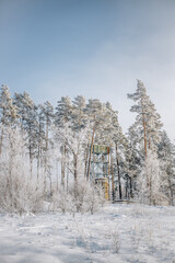 Winter forest in sunny weather