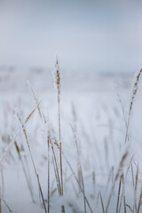 Wheat spikes came out of the snow