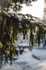 Winter forest in sunny weather