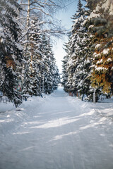 Winter forest in sunny weather