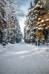 Winter forest in sunny weather