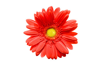 Clase up of a red gerbera daisy flower isolated on transparent background