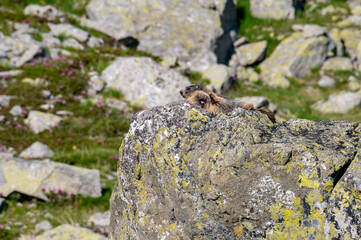 mountain marmot sitting on a stone with a meadow in the background with purple flowers in the Romanian carpathian mountains in the retazat mountains