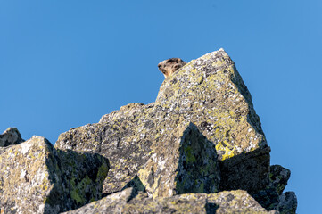 mountain marmot sitting on a stone with a meadow in the background with purple flowers in the Romanian carpathian mountains in the retazat mountains