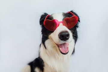 St. Valentine's Day concept. Funny puppy dog border collie in red heart shaped glasses isolated on white background. Lovely dog in love celebrating valentines day. Love lovesick romance postcard - obrazy, fototapety, plakaty