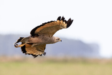 Wildlife Brazil
