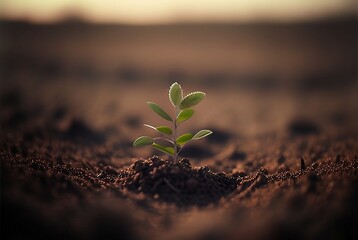 little plant growing up lonely in the soil in the middle of the field