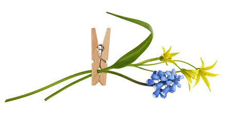 Spring blue and yellow flowers in wooden pin isolated on white or transparent background