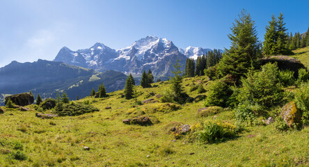 Fototapeta na wymiar The panorma of Bernese alps with the Jungfrau, Monch and Eiger peaks over the alps meadows.