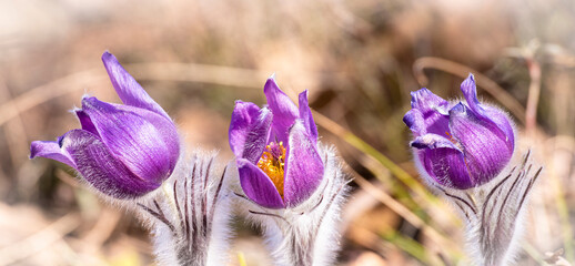 Drei blühende violette Kuhschellen in der Natur mit schönem bokeh