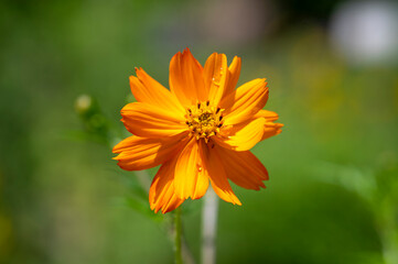 Cosmos sulphureus bright orange flowering plant, Sulfur yellow flower in bloom