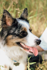 A dog of the Australian Shepherd breed with brown eyes on a walk, close-up.