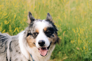 A dog of the Australian Shepherd breed with brown eyes on a walk, close-up.