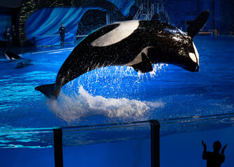 Orca whale jumping out of water at popular theme park in Orlando, Florida with silhouette of...