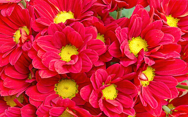 Bright red  - yellow chrysanthemums bouquet top view closeup. Beautiful, natural, seamless pattern.