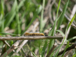 A small black and orange caterpillar crawls along a dry stem among green grass on a sunny summer day. The journey of an insect larva in a natural environment in a meadow.