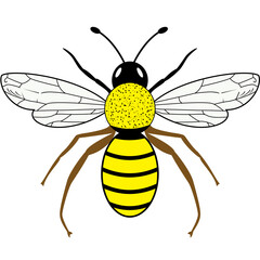 Queen Bee Black, white, and
 yellow,  Queen Bee Clipart. vector illustration