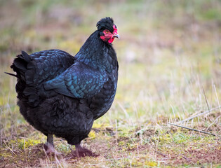  Close up of black chicken on a farm in nature. Hen in a free throw farm. Hen walk in the yard of the farm. The concept of rural life. Agriculture. Country life