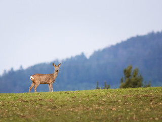 Female roe deer on a field