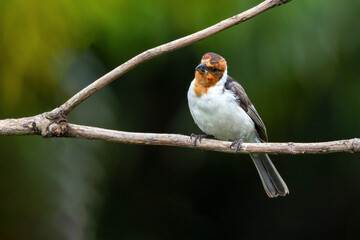 A Red-cowled Cardinal  also know as Cardeal perched on the branches of a tree. Species Paroaria dominicana. Animal world. Birdwatching. Birdlover