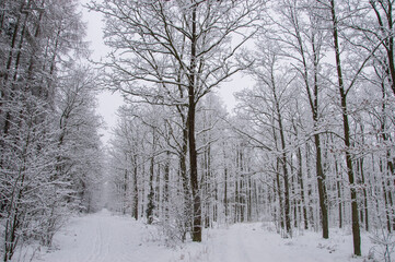 Winter forest covered with snow on a sunless gloomy winter day. Winter.