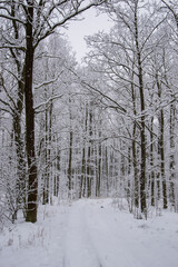 Winter forest covered with snow on a sunless gloomy winter day. Winter.