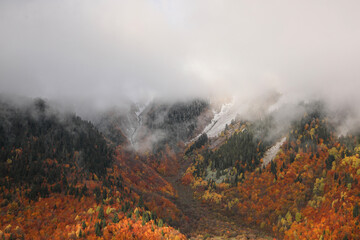 Fototapeta premium Picturesque view of mountains with forest covered by thick mist on autumn day