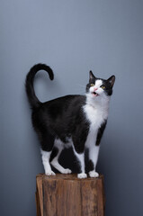 curious calico cat standing on wooden pedestal with tail up, full body shot, meowing with mouth...