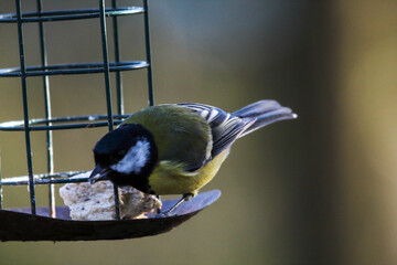 Fototapeta premium A stunning animal portrait of a Great Tit in the forest