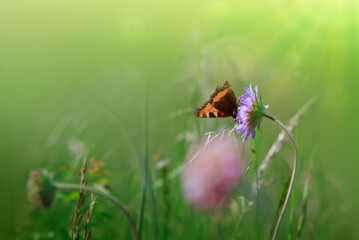 Orange butterfly in a summer meadow with purple moss verbena .