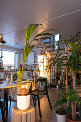 Coconut palm in a pot at home in interior. Green house, care and cultivation of tropical plants	
